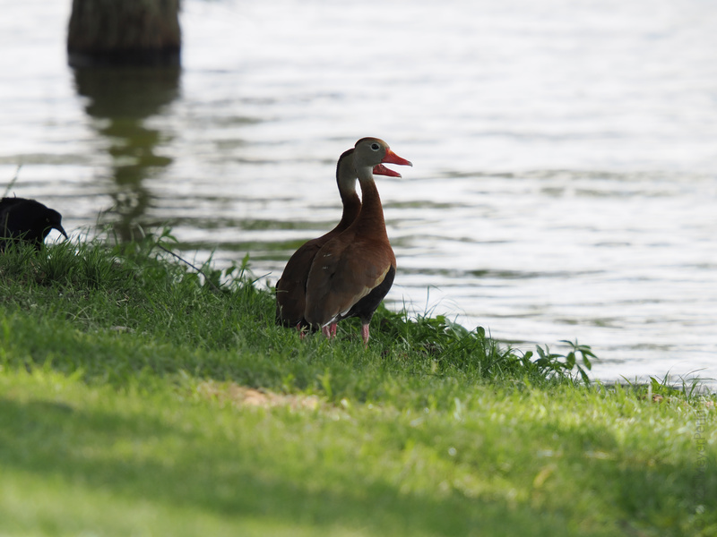 Talk about quacking up your day—this black-bellied whistling duck is serving lakeside gossip and feathered attitude in style! Talk about quacking up your day—this black-bellied whistling duck is serving lakeside gossip and feathered attitude in style!