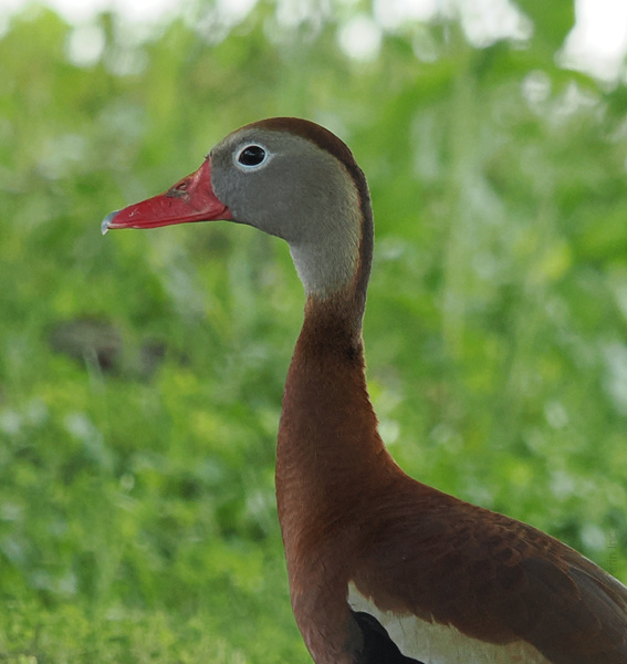 Talk about a glow-up—this Black-bellied Whistling Duck is dressed to impress and totally owning the runway. Duck, duck, fabulous! Talk about a glow-up—this Black-bellied Whistling Duck is dressed to impress and totally owning the runway. Duck, duck, fabulous!