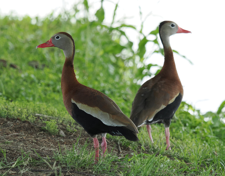 Ever seen a black-bellied whistling duck strike a pose? Caught these two showing off their best sides—runway ready and quacking up the style game! Ever seen a black-bellied whistling duck strike a pose? Caught these two showing off their best sides—runway ready and quacking up the style game!