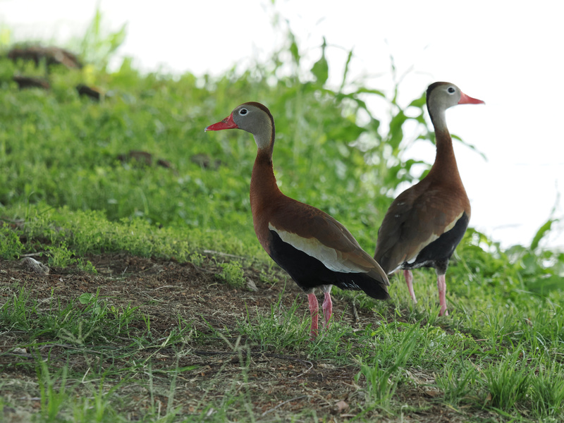 Double take! These Black-bellied Whistling-Ducks are always dressed to impress—bringing big fashion energy to your next walk in the park. Double take! These Black-bellied Whistling-Ducks are always dressed to impress—bringing big fashion energy to your next walk in the park.
