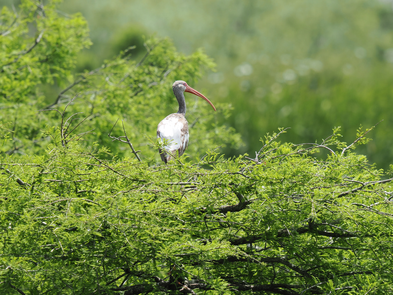 Looking for peak serenity? This white ibis has mastered the art of blending in and chilling out—nature’s guide to taking life one leafy branch at a time. Looking for peak serenity? This white ibis has mastered the art of blending in and chilling out—nature’s guide to taking life one leafy branch at a time.