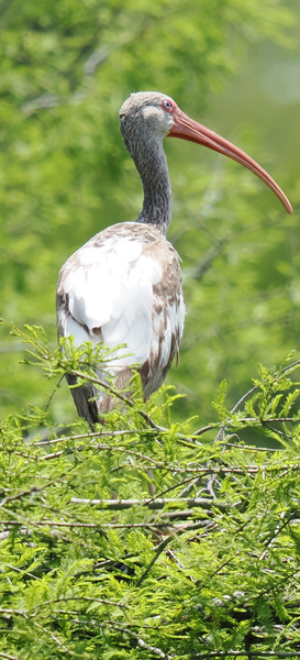 Turn heads like a white ibis in the spotlight—because standing tall and showing off your best beak is always in season. Turn heads like a white ibis in the spotlight—because standing tall and showing off your best beak is always in season.