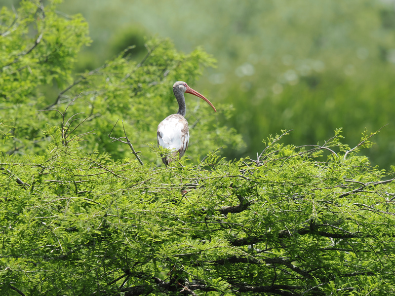Feeling nosy? This white ibis has the best view in the house—and isn’t afraid to show off that chic beak. Sometimes, standing out means going out on a limb. Feeling nosy? This white ibis has the best view in the house—and isn’t afraid to show off that chic beak. Sometimes, standing out means going out on a limb.