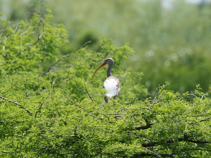 Why did the white ibis pick this perch? Because every bird knows the best views come with a touch of mystery and a whole lot of greenery. Why did the white ibis pick this perch? Because every bird knows the best views come with a touch of mystery and a whole lot of greenery.