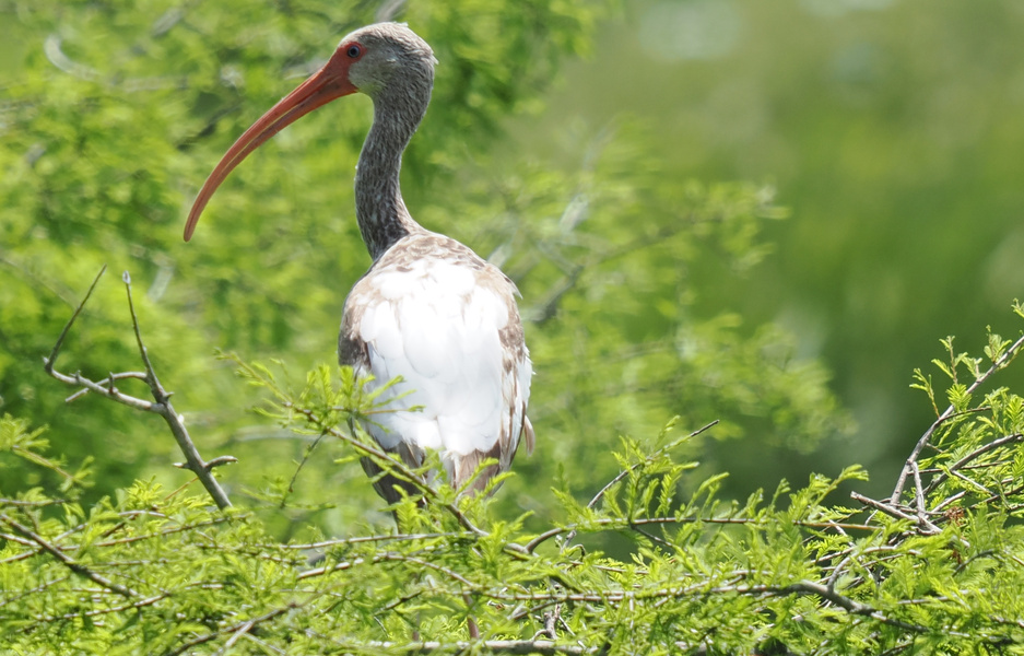 Did someone order a pop of color? This white ibis brings the glam with its bold beak and feathers—nature's runway model, just passing through the greenery. Did someone order a pop of color? This white ibis brings the glam with its bold beak and feathers—nature's runway model, just passing through the greenery.