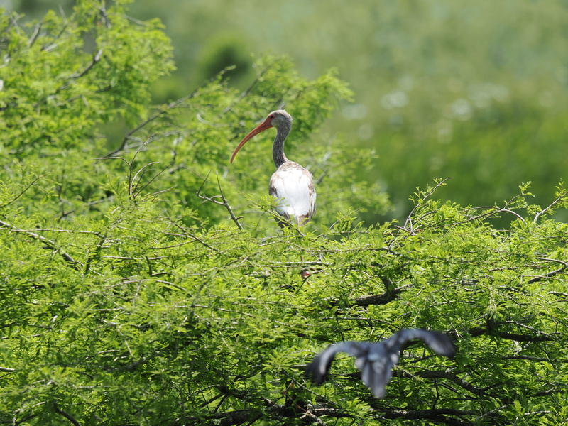 Ready for your close-up? This white ibis knows how to stand out in a crowd of green. Sometimes, all you need is a great perch and a little confidence! Ready for your close-up? This white ibis knows how to stand out in a crowd of green. Sometimes, all you need is a great perch and a little confidence!