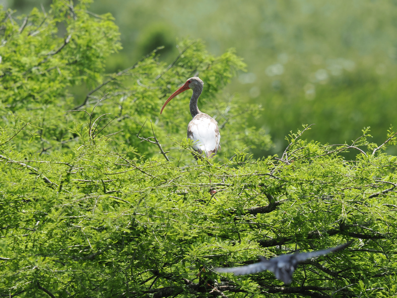Heads up, fashion icons—the white ibis just redefined what it means to stand out while blending in. Nature’s runway was never so green. Heads up, fashion icons—the white ibis just redefined what it means to stand out while blending in. Nature’s runway was never so green.