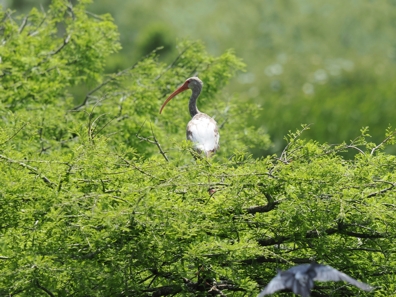 Spot the odd beak out! This white ibis knows all the best brunch spots—and apparently, the treetop table is always reserved. Spot the odd beak out! This white ibis knows all the best brunch spots—and apparently, the treetop table is always reserved.
