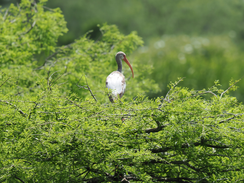 Who needs a penthouse when you’ve got a treetop view? This white ibis is serving serious real estate goals—nature never goes out of style. Who needs a penthouse when you’ve got a treetop view? This white ibis is serving serious real estate goals—nature never goes out of style.