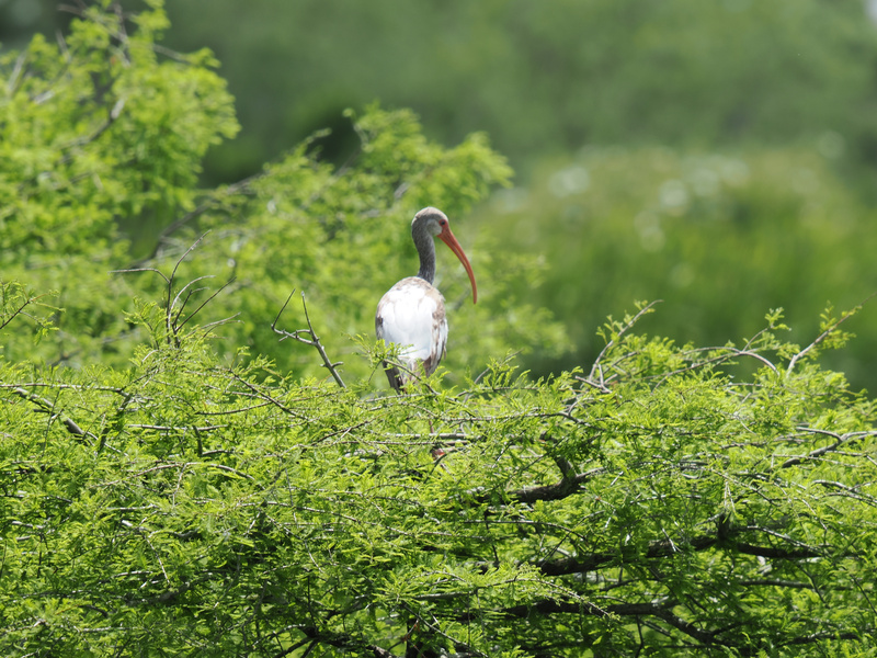 Feeling a little ibisolated? This white ibis proves that when you stand out, even the trees take notice. Nature’s best-dressed guest is always ready for a photo op! Feeling a little ibisolated? This white ibis proves that when you stand out, even the trees take notice. Nature’s best-dressed guest is always ready for a photo op!