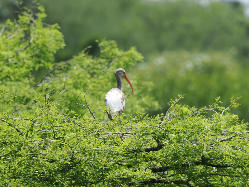Caught in a stare-off with a White Ibis—nature’s original minimalist. Proof that sometimes, standing out means blending in just right. Caught in a stare-off with a White Ibis—nature’s original minimalist. Proof that sometimes, standing out means blending in just right.