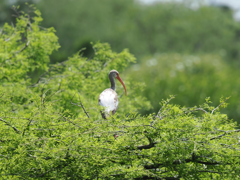 Ready for a little birdwatching drama? The white ibis nails the “I woke up like this” look—perched and poised, straight from nature’s runway. Ready for a little birdwatching drama? The white ibis nails the “I woke up like this” look—perched and poised, straight from nature’s runway.