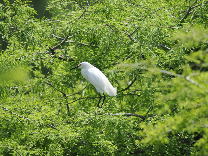 Who invited the Snowy Egret to the garden party? Blending in is out—the best looks are all about standing out in nature’s green room. Who invited the Snowy Egret to the garden party? Blending in is out—the best looks are all about standing out in nature’s green room.