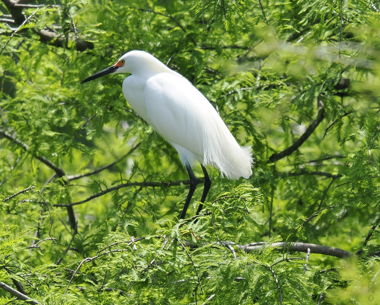 Who wore it better—this Snowy Egret or your favorite pop star? Strutting those feathery whites like they own the runway (or, you know, the treetop). Who wore it better—this Snowy Egret or your favorite pop star? Strutting those feathery whites like they own the runway (or, you know, the treetop).