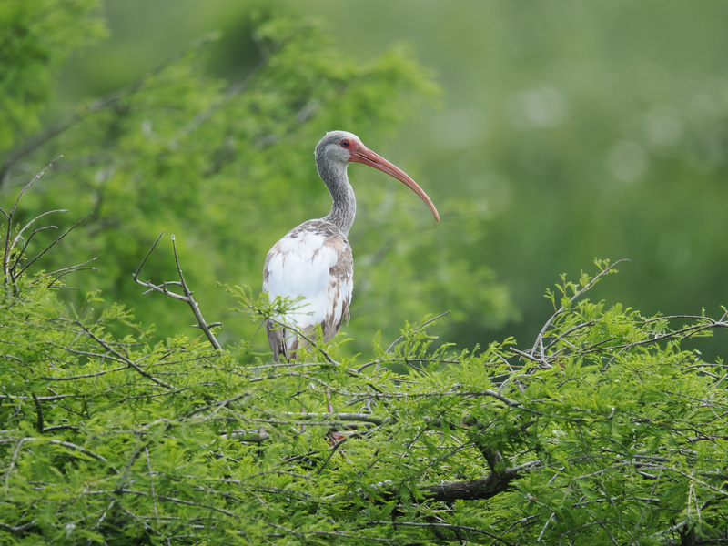 When your summer look is all about effortless elegance—just ask this White Ibis how to pull off “freshly foraged chic.” Nature’s runway never looked so good! When your summer look is all about effortless elegance—just ask this White Ibis how to pull off “freshly foraged chic.” Nature’s runway never looked so good!