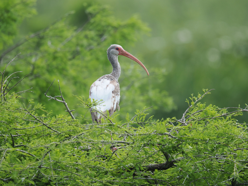 Who needs a runway when you’ve got these branches? This White Ibis is serving looks and balance in one feathery package. Who needs a runway when you’ve got these branches? This White Ibis is serving looks and balance in one feathery package.