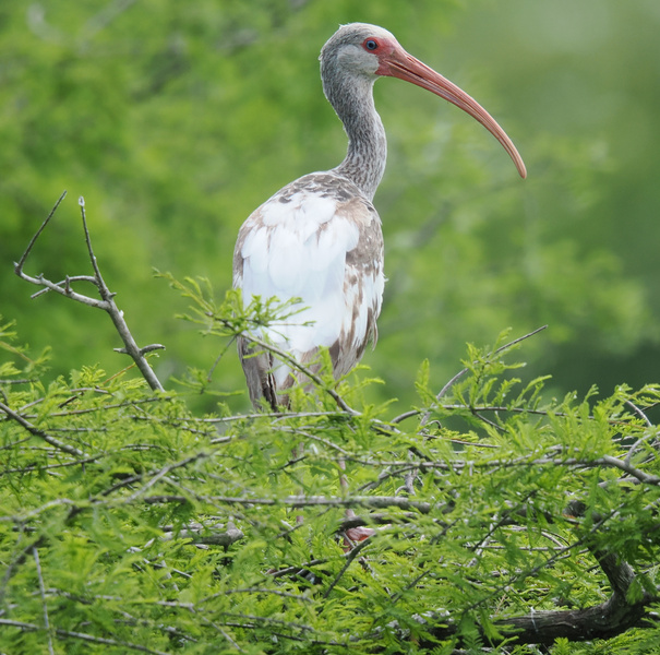 Did someone order a side of elegance with their wild? The white ibis brings pure style and a bill that means business—living proof that nature knows how to accessorize. Did someone order a side of elegance with their wild? The white ibis brings pure style and a bill that means business—living proof that nature knows how to accessorize.