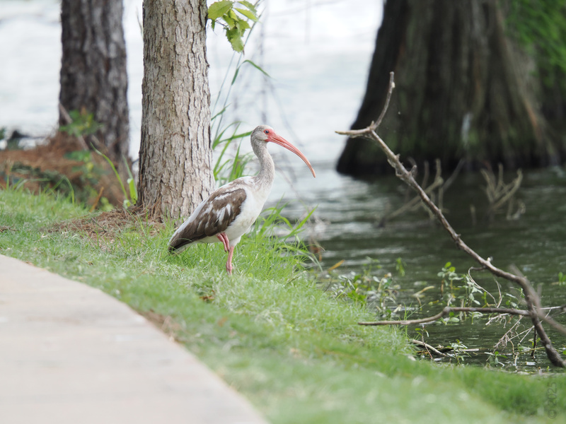 Ever seen a white ibis on a stroll? This feathered fashionista knows the riverside runway is the place to be spotted—long beak, longer legs, and endless confidence. Ever seen a white ibis on a stroll? This feathered fashionista knows the riverside runway is the place to be spotted—long beak, longer legs, and endless confidence.