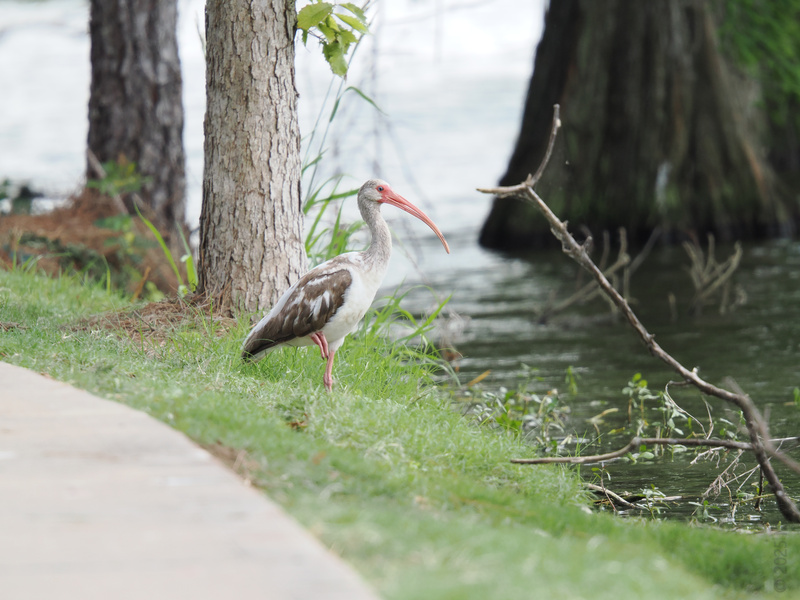 This white ibis is living its best slow-life by the water’s edge. Sometimes, you just have to wing it and embrace a riverside stroll! This white ibis is living its best slow-life by the water’s edge. Sometimes, you just have to wing it and embrace a riverside stroll!
