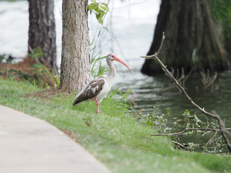 Caught between a stroll and a swim, this ibis knows how to keep its options open. Who says you can’t have it all on a Tuesday afternoon? Caught between a stroll and a swim, this ibis knows how to keep its options open. Who says you can’t have it all on a Tuesday afternoon?