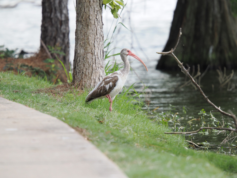 Spotted: a white ibis taking a lakeside stroll like it's got all day. When your week needs more balance, just do as the ibis does—pause and enjoy the view. Spotted: a white ibis taking a lakeside stroll like it's got all day. When your week needs more balance, just do as the ibis does—pause and enjoy the view.