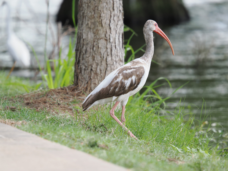 Feeling fancy? So is this White Ibis, strutting lakeside like it owns the runway. Proof that grace and a good beak can take you anywhere. Feeling fancy? So is this White Ibis, strutting lakeside like it owns the runway. Proof that grace and a good beak can take you anywhere.