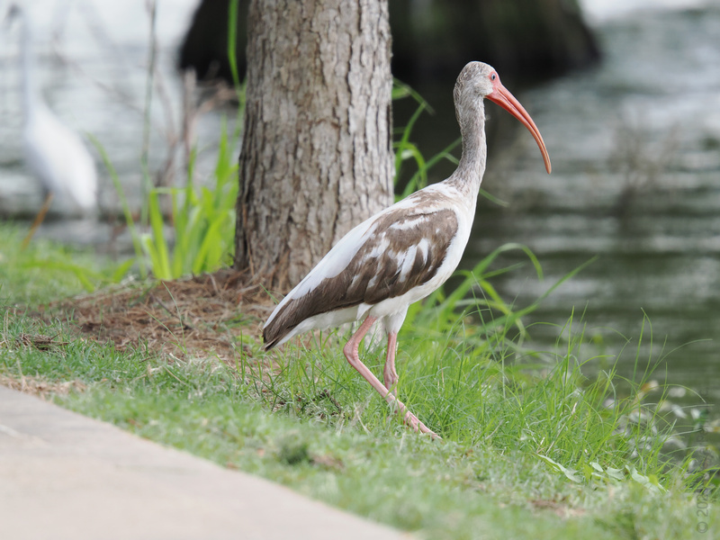 Stop scrolling—this white ibis is strutting into your feed with serious style. Proof that every walk by the water is a runway moment! Stop scrolling—this white ibis is strutting into your feed with serious style. Proof that every walk by the water is a runway moment!