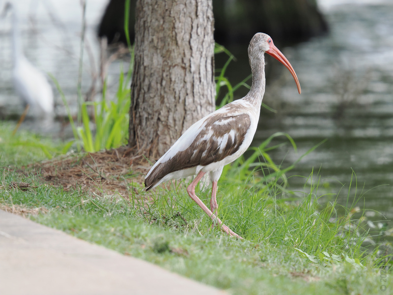 Strutting through the grass like it owns the place, this white ibis is here to remind you: every walk can be a runway moment. Strutting through the grass like it owns the place, this white ibis is here to remind you: every walk can be a runway moment.