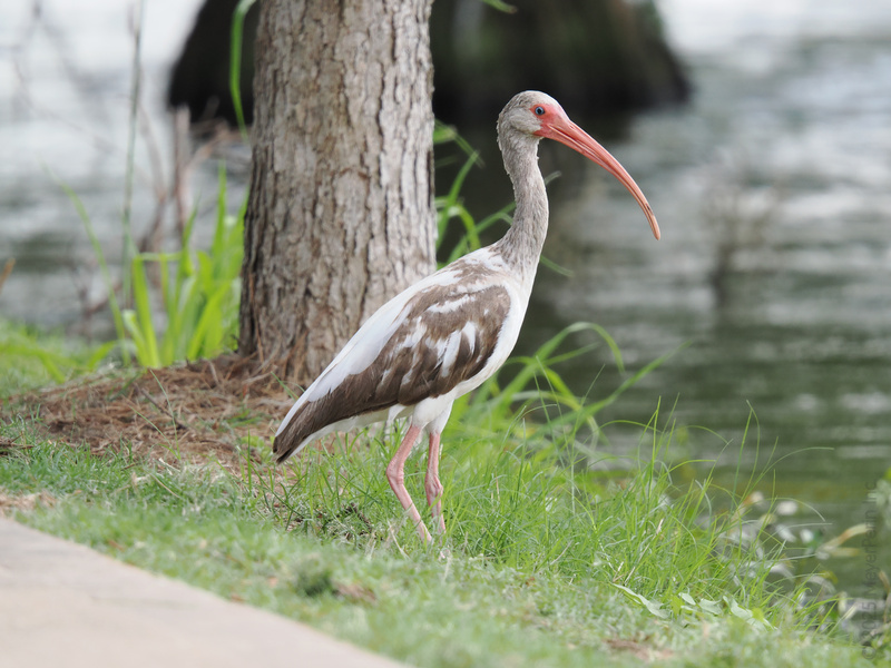 Who’s ready to strut lakeside like this white ibis? Proof that a good hair day and a bold beak can turn any walk into a runway moment. Who’s ready to strut lakeside like this white ibis? Proof that a good hair day and a bold beak can turn any walk into a runway moment.