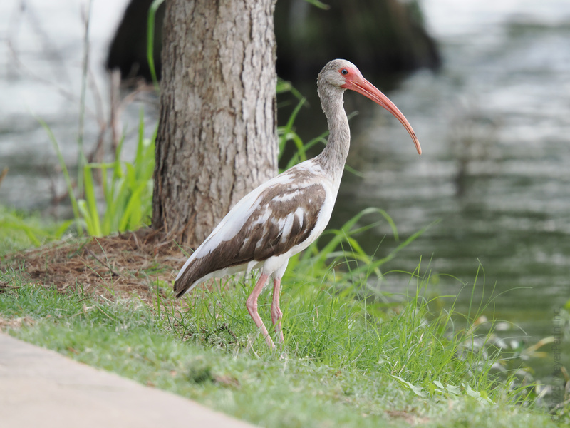 Who needs a runway when you’ve got a lakeside view? This white ibis knows how to strut the wild side of fashion—just add water and a little attitude. Who needs a runway when you’ve got a lakeside view? This white ibis knows how to strut the wild side of fashion—just add water and a little attitude.