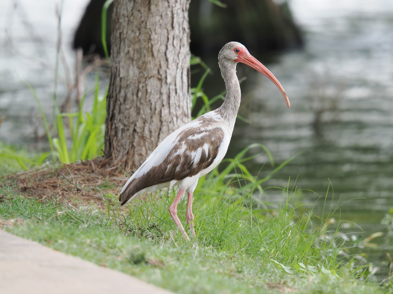 Ready for a wild stroll? This white ibis knows lakeside walks never go out of style—proof that long legs and a bold beak are always runway ready. Ready for a wild stroll? This white ibis knows lakeside walks never go out of style—proof that long legs and a bold beak are always runway ready.