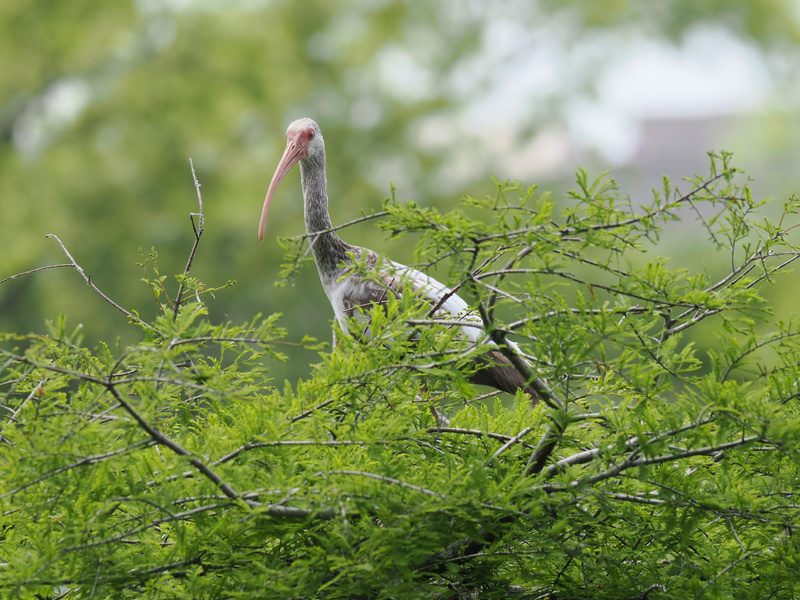 Who ordered the long-beaked look-out? This White Ibis is keeping an eye on the neighborhood—call it local security with serious feathered flair. Who ordered the long-beaked look-out? This White Ibis is keeping an eye on the neighborhood—call it local security with serious feathered flair.