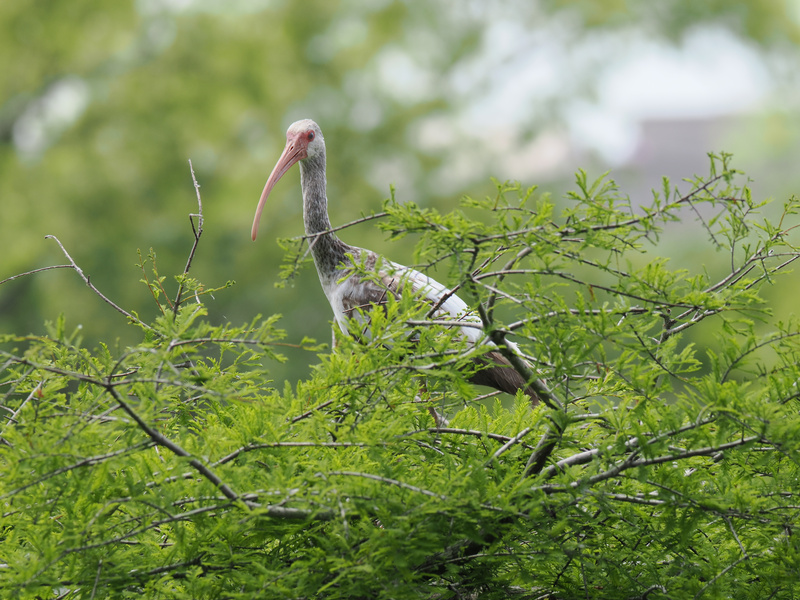 Ever seen a white ibis work the runway? Nature’s fashion week is in full swing—and this model’s outfit is all about blending in with the green scene! Ever seen a white ibis work the runway? Nature’s fashion week is in full swing—and this model’s outfit is all about blending in with the green scene!