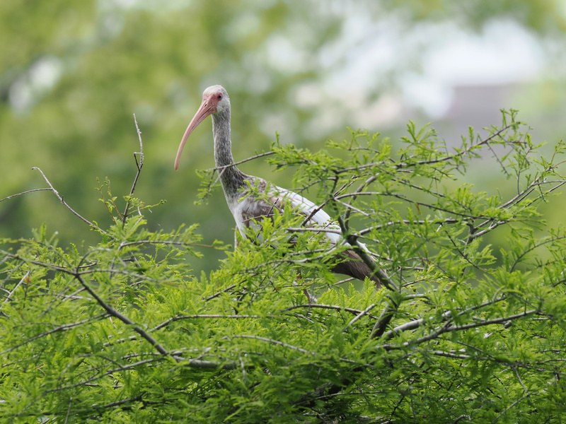 Feeling shady? This White Ibis knows all the best spots to chill—and look effortlessly fabulous while doing it. Nature’s paparazzi, catch me if you can! Feeling shady? This White Ibis knows all the best spots to chill—and look effortlessly fabulous while doing it. Nature’s paparazzi, catch me if you can!