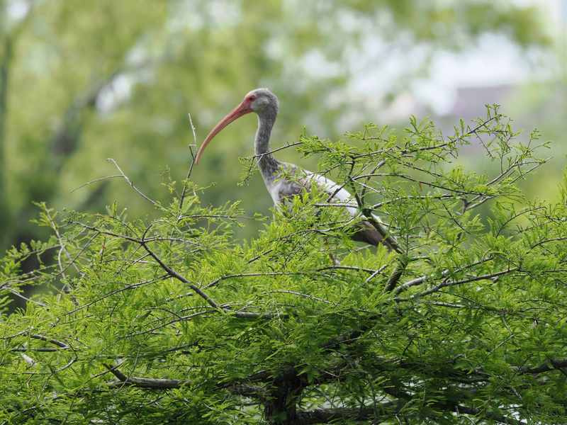 Ready for a beak-to-leaf moment? This white ibis knows the view is always better when you’re above it all—nature’s original penthouse resident. Ready for a beak-to-leaf moment? This white ibis knows the view is always better when you’re above it all—nature’s original penthouse resident.