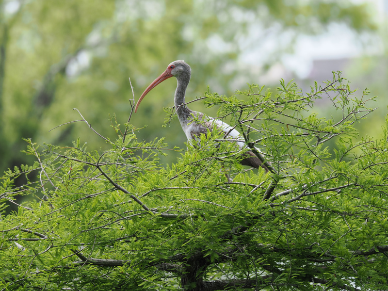 Feeling nosey? So is this white ibis, scoping out the best branch real estate. When life gives you long beaks, make the most stylish nest in town! Feeling nosey? So is this white ibis, scoping out the best branch real estate. When life gives you long beaks, make the most stylish nest in town!