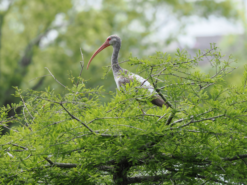 When life gets tangled, take a page from the white ibis—rise above it all and enjoy the view from the treetops. When life gets tangled, take a page from the white ibis—rise above it all and enjoy the view from the treetops.