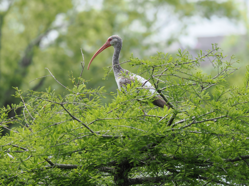 Who invited the white ibis to the treetop penthouse? When you’ve got a beak like that, every branch is VIP seating. Who invited the white ibis to the treetop penthouse? When you’ve got a beak like that, every branch is VIP seating.