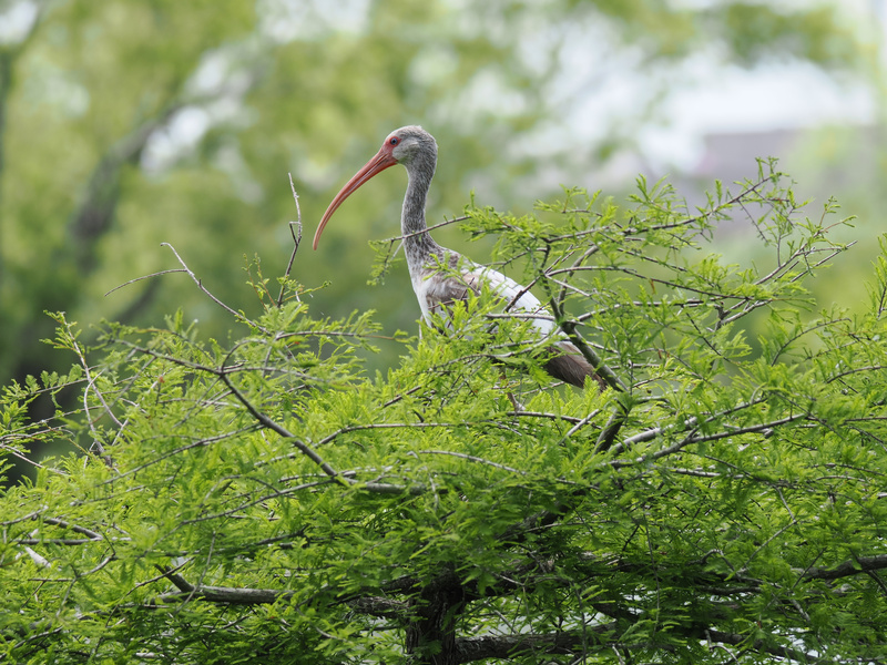 Ever catch an ibis giving you side-eye from a tree? No need to look up—this bird knows the best seats are always in the branches. Ever catch an ibis giving you side-eye from a tree? No need to look up—this bird knows the best seats are always in the branches.