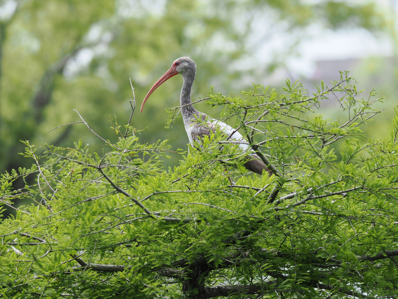 When you’re as stylish as a white ibis, you don’t just perch—you make an entrance. Nature’s runway is open and our feathered friend is stealing the spotlight! When you’re as stylish as a white ibis, you don’t just perch—you make an entrance. Nature’s runway is open and our feathered friend is stealing the spotlight!