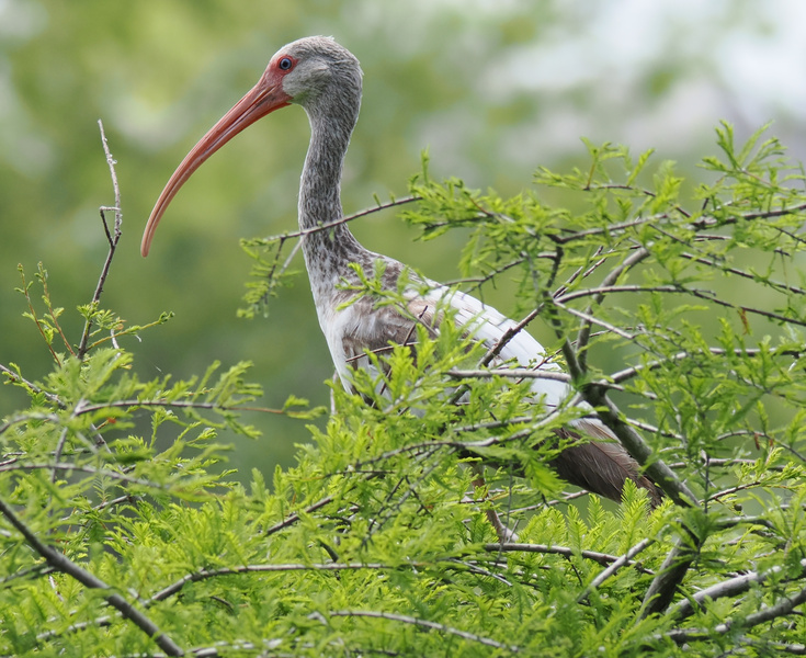 Looking for the bird with the best beak in the business? This White Ibis is serving looks and scouting snacks—all from the comfort of its treetop penthouse. Looking for the bird with the best beak in the business? This White Ibis is serving looks and scouting snacks—all from the comfort of its treetop penthouse.