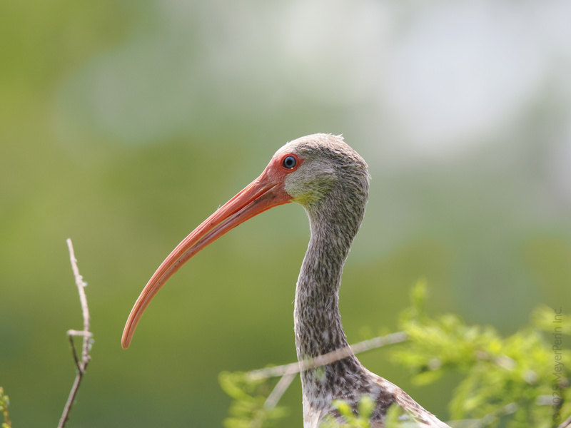 Ever wonder what a white ibis dreams about? Hint: it’s not shorter beaks! This curve is made for rooting out life’s juiciest snacks. Ever wonder what a white ibis dreams about? Hint: it’s not shorter beaks! This curve is made for rooting out life’s juiciest snacks.