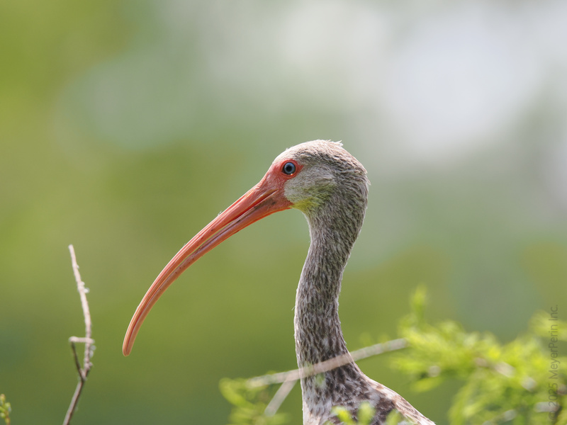 Curved bills, straight-up style—this White Ibis knows how to stand out in a crowd. Who else wishes they could rock a vibrant beak like this? Curved bills, straight-up style—this White Ibis knows how to stand out in a crowd. Who else wishes they could rock a vibrant beak like this?