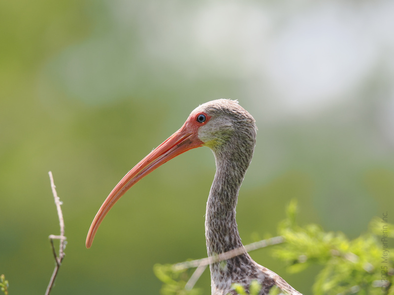 Ready for a close-up? The White Ibis brings new meaning to “long-faced”—and just might have the best profile in the wetlands. Ready for a close-up? The White Ibis brings new meaning to “long-faced”—and just might have the best profile in the wetlands.