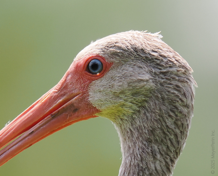 Ever get caught staring? This White Ibis has its eye on you—and a beak ready for business. Nature’s finest profile, don’t you think? Ever get caught staring? This White Ibis has its eye on you—and a beak ready for business. Nature’s finest profile, don’t you think?