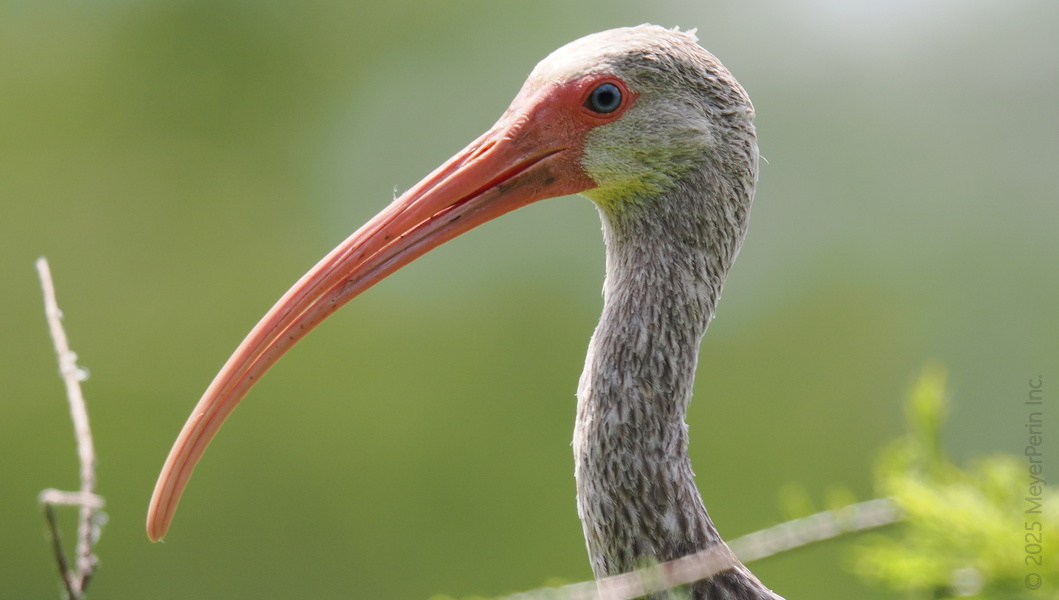 Ever seen a beak this bold? The white ibis is proof that good looks and great fishing skills go hand-in-hand. Ever seen a beak this bold? The white ibis is proof that good looks and great fishing skills go hand-in-hand.