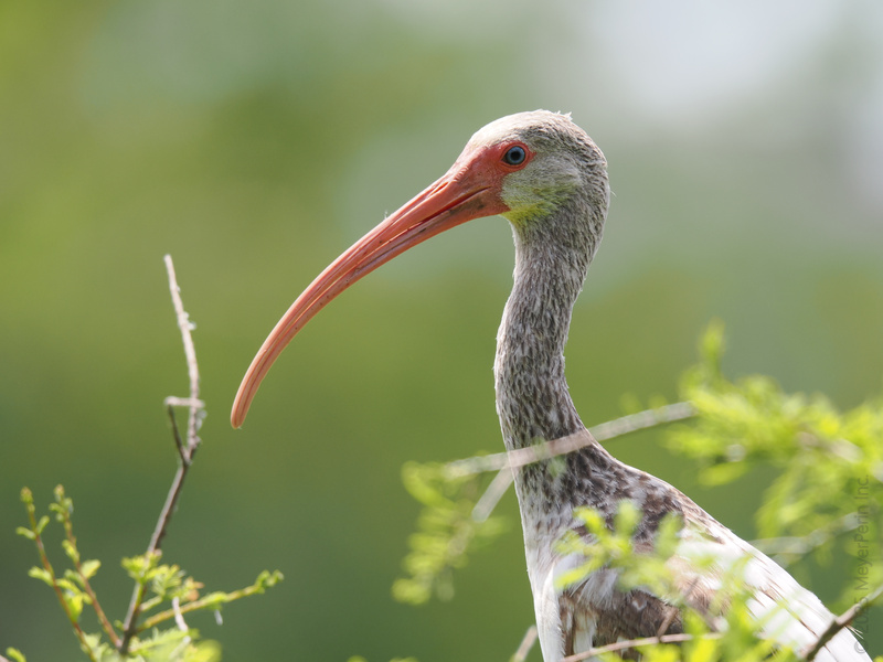 Ever seen a white ibis work that profile? This bird’s got style, sass, and a bill that means business. Nature just raised the bar on runway looks. Ever seen a white ibis work that profile? This bird’s got style, sass, and a bill that means business. Nature just raised the bar on runway looks.