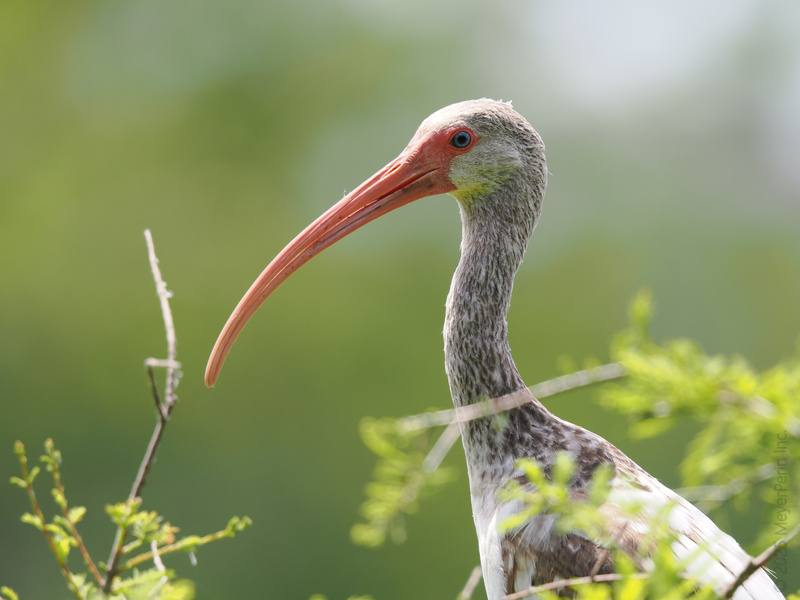 Ready for a profile pic makeover? This White Ibis knows how to stand out—with a beak that says, “I’m here for the snacks and the style.” Ready for a profile pic makeover? This White Ibis knows how to stand out—with a beak that says, “I’m here for the snacks and the style.”