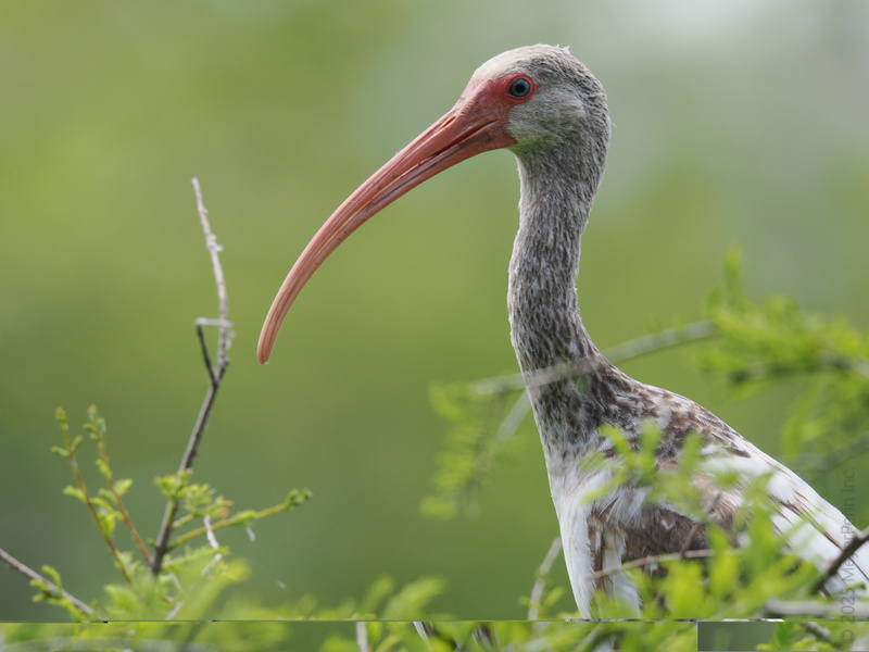 Ever seen a beak this stylish? Meet the white ibis, rocking nature’s original curved bill while scouting for snacks among the greens. Trend alert: long bills are in this season! Ever seen a beak this stylish? Meet the white ibis, rocking nature’s original curved bill while scouting for snacks among the greens. Trend alert: long bills are in this season!