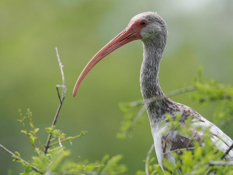 Spotted: the white ibis serving looks with that signature long bill. This bird knows the secret to standing out—embrace your quirks and own your wild side! Spotted: the white ibis serving looks with that signature long bill. This bird knows the secret to standing out—embrace your quirks and own your wild side!